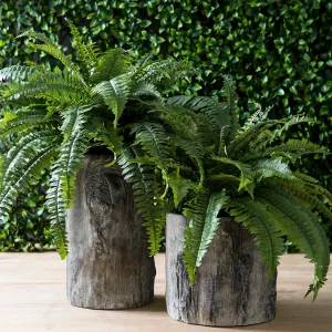 26" UV Protected Boston Fern Bush