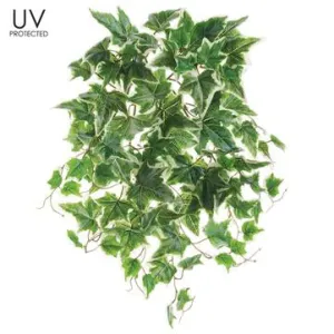 Green Cream Ivy Bush